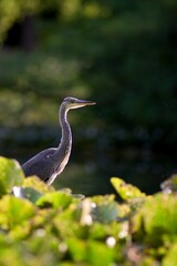 The Gray Heron (Ardea cinerea) is a large rowing bird in the heron family. It is widespread, occurring on all continents of the Eastern Hemisphere.