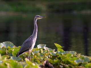 The Gray Heron (Ardea cinerea) is a large rowing bird in the heron family. It is widespread, occurring on all continents of the Eastern Hemisphere.