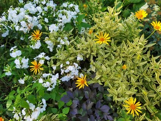 Heliopsis helianthoides, white and green sunflower leaves. Garden phlox paniculata flowers.