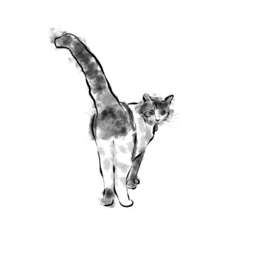 Domestic cat in digital watercolour technique isolated on white 