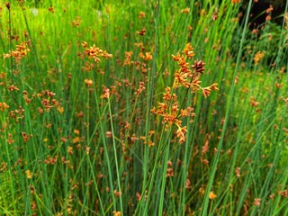 Schoenoplectus lacustris, lake shore bulrush or common club rush. © Katarzyna