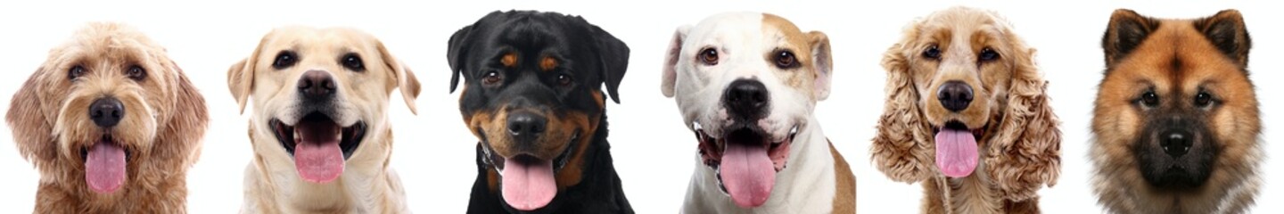 Beautiful dogs in front of a white background