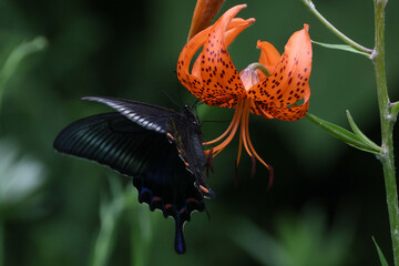 コオニユリの花の蜜を吸うミヤマカラスアゲハ
