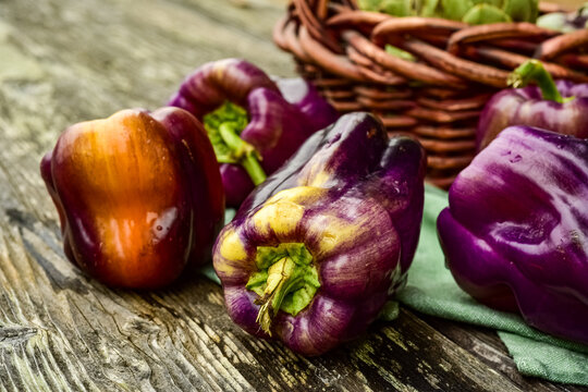 whole purple bell peppers naturally grown with streaks of yellows and orange tones in food still life on rustic wood table