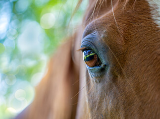 Horse head portrait close up. closed eye. no stress. Tenderness