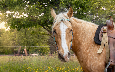 Beautiful horse portrait. Under an oak tree against the background of a meadow. Western style saddle. American guarter horse. Palomino. Ranch landscape