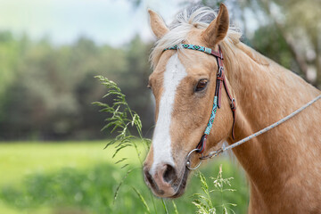 Horse head portrait on the background of a meadow. Western style bridle. American guarter horse. Palomino. Ranch landscape