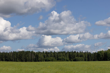 Field, forest and cumulus clouds against a blue sky background. Natural landscape.