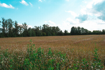 field and sky