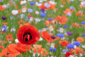 Red poppy in the vivid summer meadow