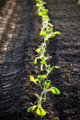 sprout in soil