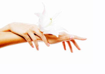 beauty delicate hands with manicure holding flower lily close up isolated on white