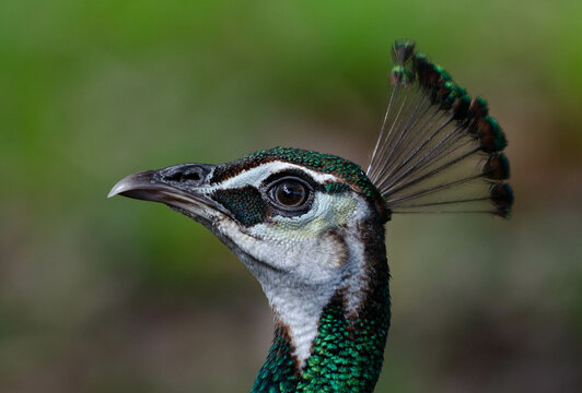 Female Peacock 