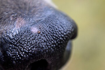 close up of a dog nose