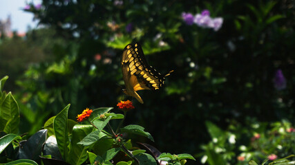 Mariposa Cometa Golondrina Gigante