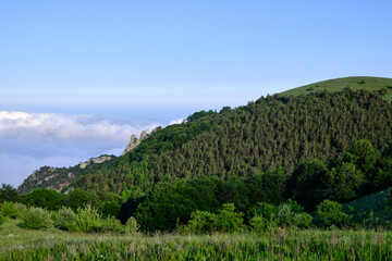Obraz premium Forest cover on the slope of South Demerdzhi mountain at golden hour, Crimea.