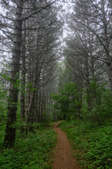 Forest path among the alley of dry coniferous trees, in the clouds in the mountains. Demerdzhi, Crimea.