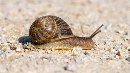 Small slimy brown snail on the dry ground.