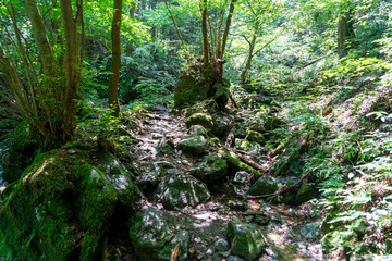 Fototapeta premium 東京都西多摩郡奥多摩町、埼玉県飯能市にある棒ノ折山で登山する風景 Scenery of climbing at Mount Bouno-oreyama in Okutama Town, Nishitama County, Tokyo and Hanno City, Saitama Prefecture.