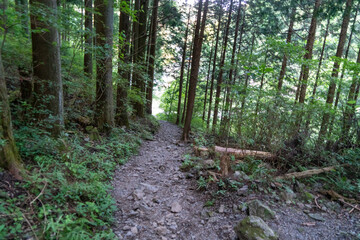 Obraz premium 東京都西多摩郡奥多摩町、埼玉県飯能市にある棒ノ折山で登山する風景 Scenery of climbing at Mount Bouno-oreyama in Okutama Town, Nishitama County, Tokyo and Hanno City, Saitama Prefecture.