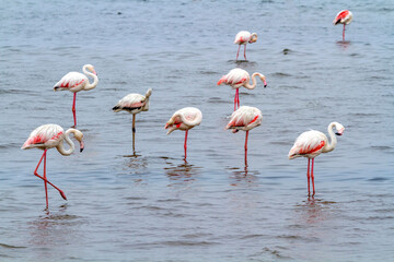 Rosaflamingos (Phoenicopterus roseus), Walvis Bay, Namibia