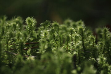 Hylocomiadelphus triquetrus, big shaggy-moss, electrified cat's tail moss, rough goose neck moss. Green transparent moss sparkles in the sunlight. Green mossy forest floor in sunlight.