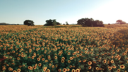 Girasoles desde el cielo
