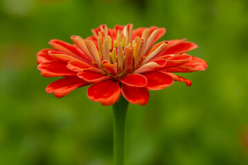 Bright Red Orange Zinnia Flower
