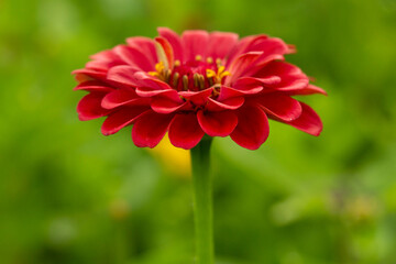 Bright Red Zinnia Flower Alone