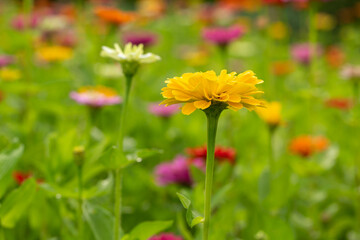 Yellow Zinnia In Colorful Garden