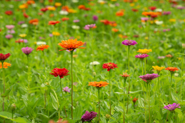 Colorful Field Of Zinnia Flowers