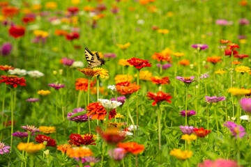 Tiger Swallowtail On Zinnia Flower