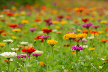 Pretty Colorful Zinnia Flowers