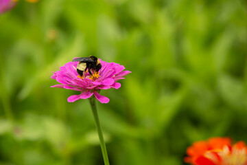 Bumblebee Bee On Zinnia Flower