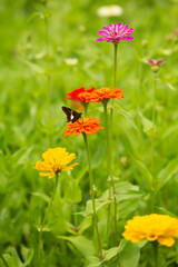 Butterfly On Orange Zinnia Flower