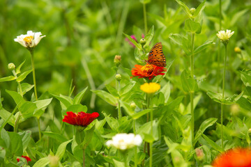 Gulf Fritillary Butterfly On Zinnia Flower
