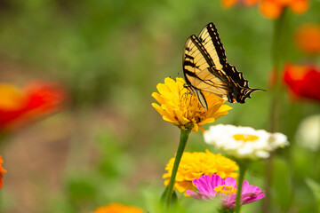 Yellow Tiger Swallowtail Butterfly On Pretty Zinnia Flower