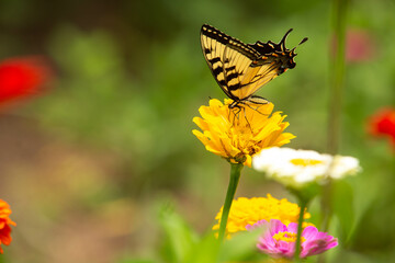 Yellow Tiger Swallowtail Butterfly In Garden