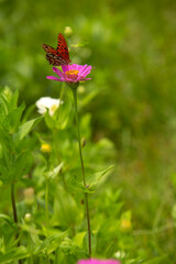 Gulf Fritillary Butterfly On Pink Zinnia Flower In Garden
