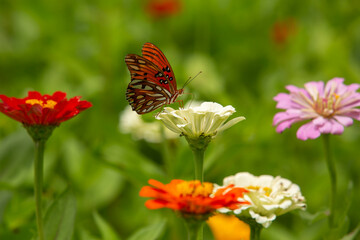 Gulf Fritillary Butterfly On White Zinnia Flower