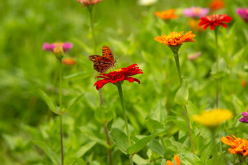 Gulf Fritillary Butterfly On Red Zinnia Flower In Garden
