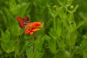 Gulf Fritillary Butterfly On Orange Zinnia Flower In Garden