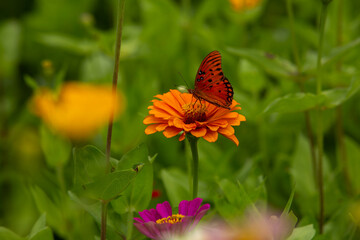 Orange Zinnia Flower With Gulf Fritillary Butterfly In Garden