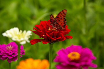 Gulf Fritillary Butterfly Sits On Bright Red Zinnia Flower