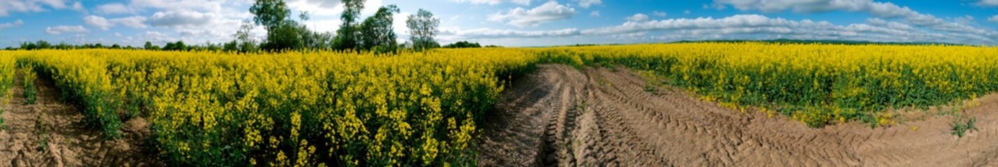 Panorama of yellow rapeseed valley. The mountains and the beautiful spring sky in the background