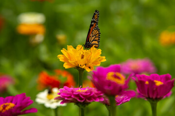 Monarch Butterfly Head On On Yellow Zinnia