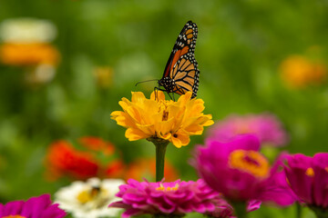 Monarch Butterfly Resting On Yellow Zinnia Flower