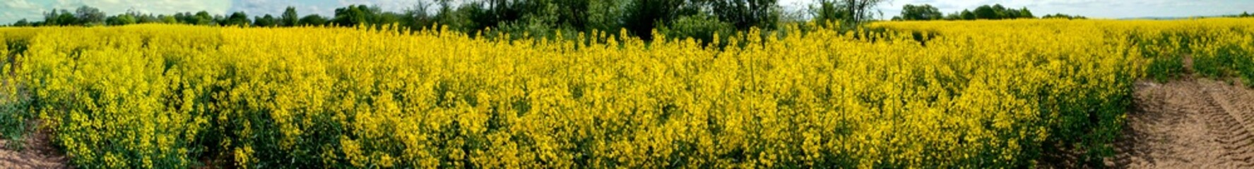 Obraz premium Panorama of yellow rapeseed valley. The mountains and the beautiful spring sky in the background