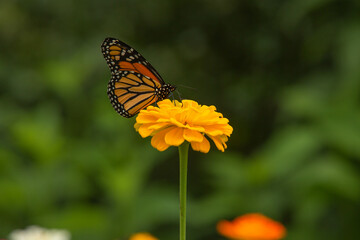 Single Yellow Zinnia Flower With Monarch Butterfly