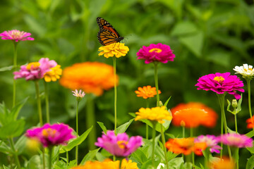 Zinnia Garden With Monarch Butterfly